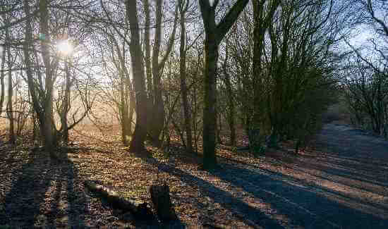 Alkrington Woods.