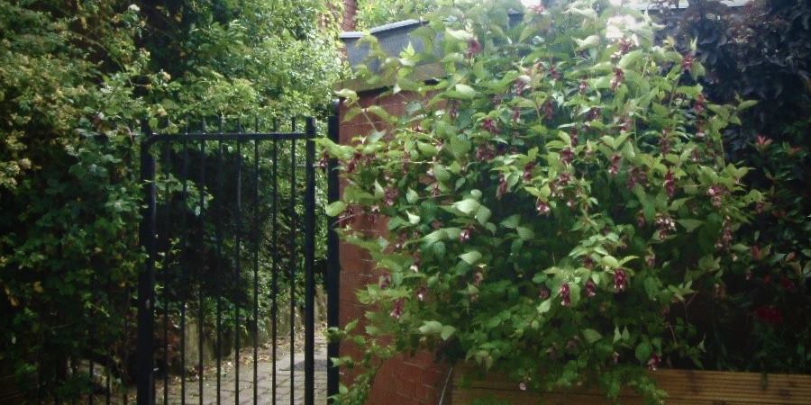 Large bushes and alley gates in Castleton.