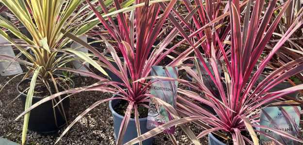 Pink cordyline.