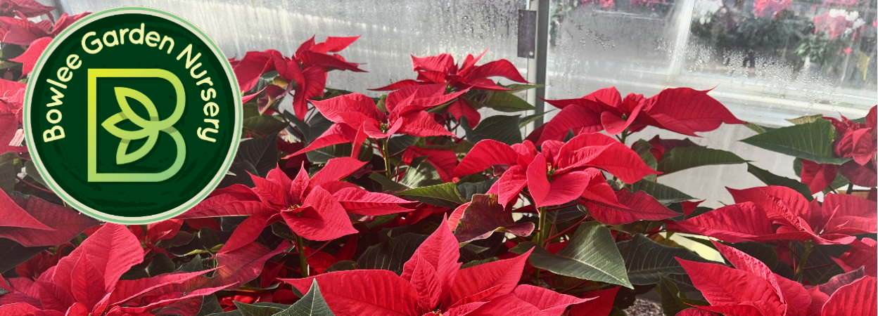 Poinsettias and the Bowlee Garden Nursery logo.