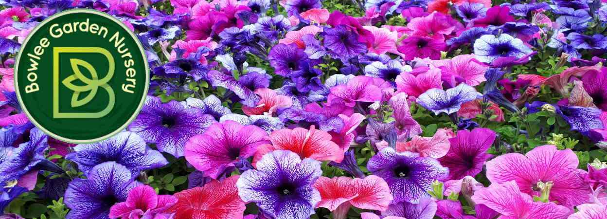 Bowlee Garden Nursery logo on a background of colourful flowers.