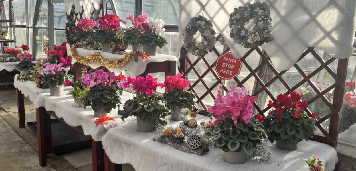 Christmas plants on display on a table in the nursery.