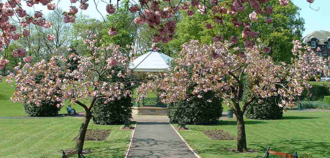 Blossom trees along a path leading to the bandstand in Hare Hill Park.