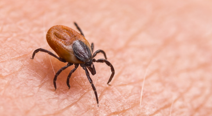 A tick resting on a human arm.