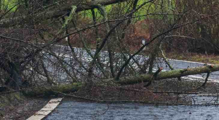 Fallen tree blocking road.