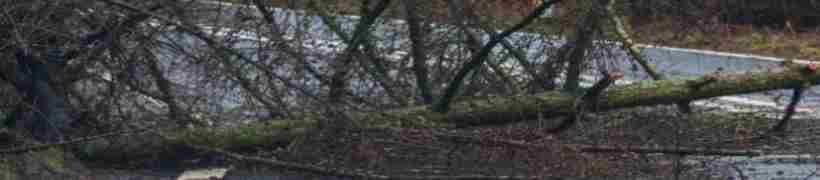 A fallen tree lying across the road.