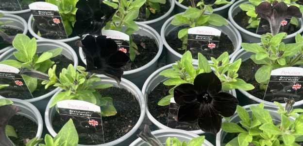 Black mamba petunias.