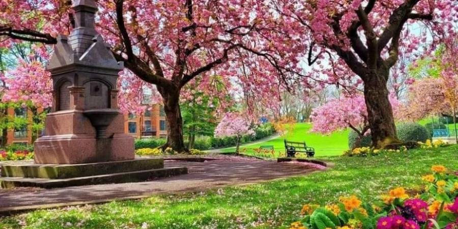 Spring blossom at Springfield Park.
