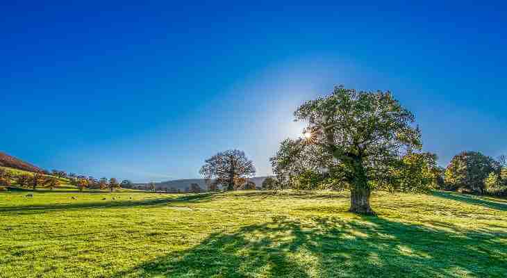 An open field on a hot day.