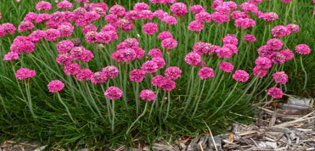 Armeria deep roses.