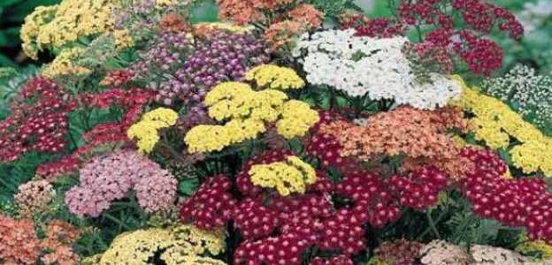 Achillea.