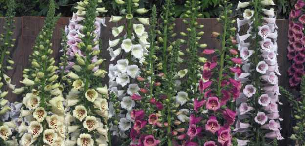 Digitalis.