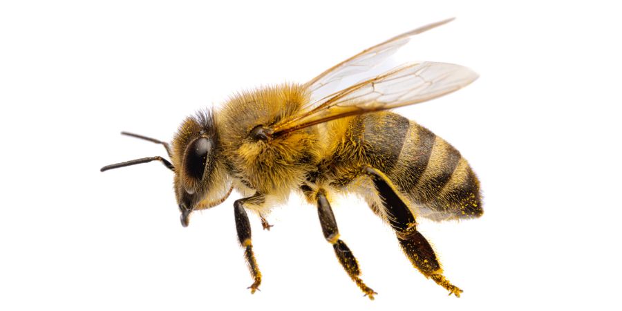 A close up photograph of a honey bee.