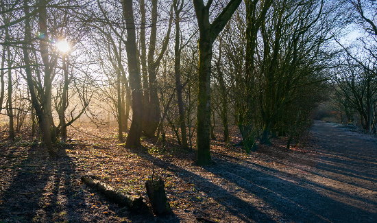 Alkrington Woods in winter.