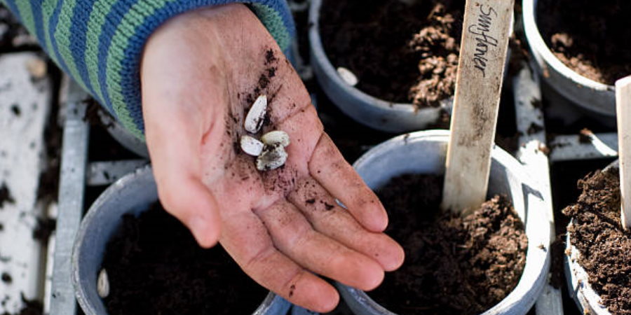 Hand holding sunflower seeds.