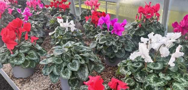 Cyclamen.