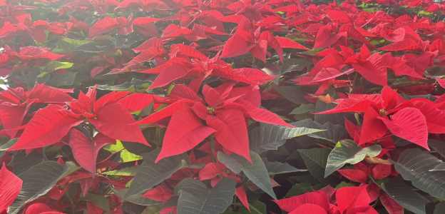 Poinsettia.